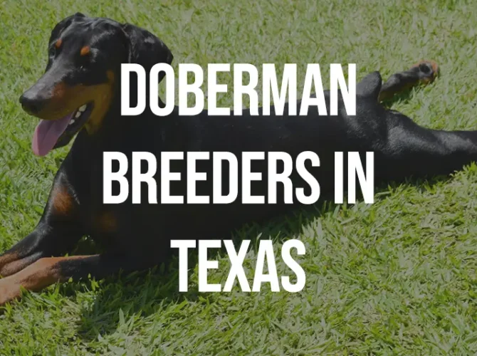 Reputable Doberman Breeders in Texas